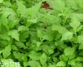 菊花腦的禁忌人群 哪些人不能吃菊花腦？