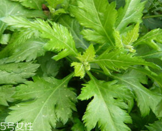 菊花腦的禁忌人群 哪些人不能吃菊花腦？