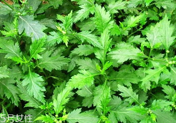 菊花腦的種植 菊花腦怎么種？
