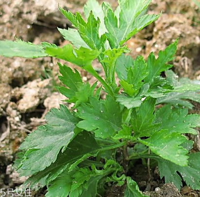 菊花腦能吃嗎？菊花腦的味道