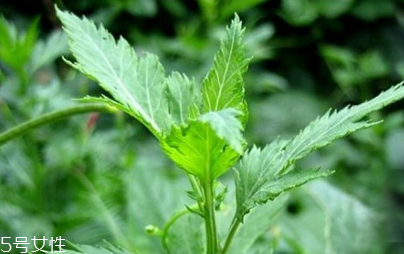 菊花腦能吃嗎？菊花腦的味道