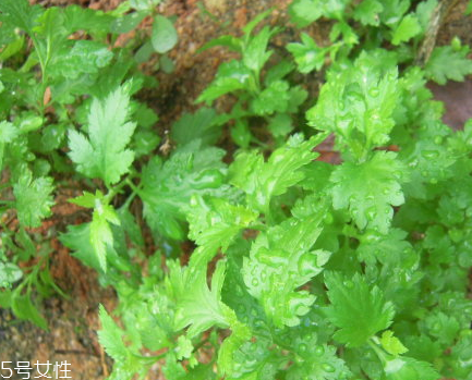 菊花腦和南瓜能一起吃嗎？菊花腦能和水果一起吃嗎？