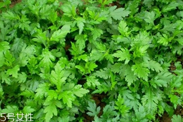 菊花腦怎么挑選？菊花腦選購技法