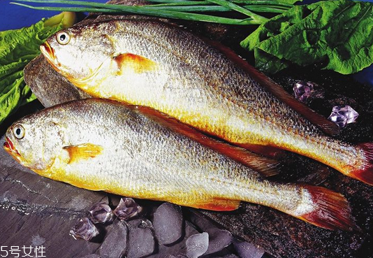 黃花魚(yú)是發(fā)物嗎？黃花魚(yú)是涼性的嗎？