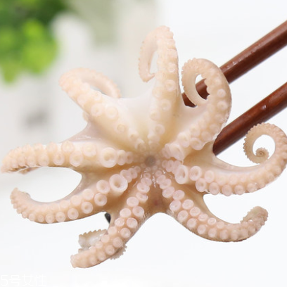 章魚(yú)是什么顏色？章魚(yú)是什么樣子？