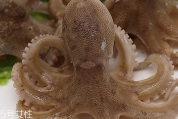 章魚是軟體動物嗎？章魚屬于軟體動物嗎？