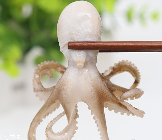章魚是軟體動物嗎？章魚屬于軟體動物嗎？