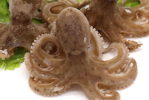 章魚會噴墨汁嗎？章魚的墨汁能吃嗎？