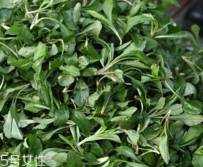 馬蘭頭是板藍根嗎？