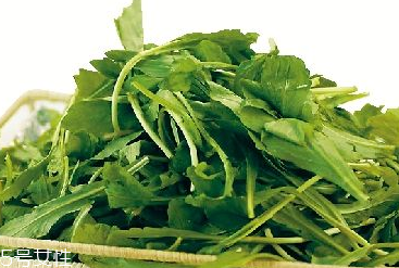 馬蘭頭是馬齒莧嗎？馬蘭頭和馬齒莧的區(qū)別