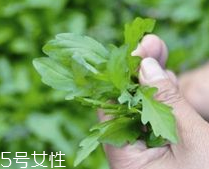 馬蘭頭和蝦能一起吃嗎？馬蘭頭和蝦能一起吃