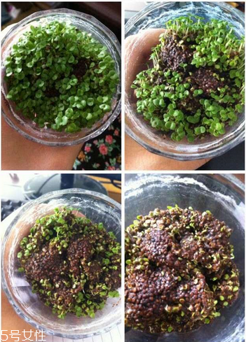 海藻面膜是補水的嗎？海藻面膜有補水效果嗎？