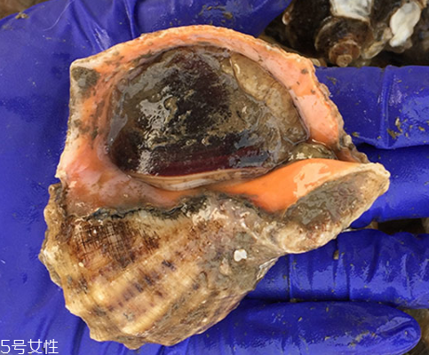 海螺開水還是冷水下鍋？海螺冷水還是熱水煮？