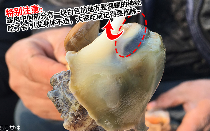 海螺會中毒嗎？吃海螺中毒多久會緩解？