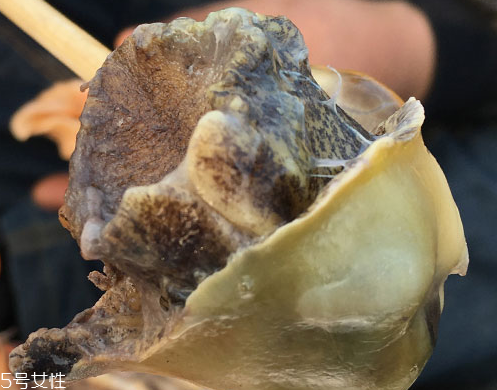 海螺可以隔夜吃嗎？海螺煮熟隔夜能吃嗎？