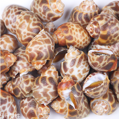 海螺能活幾天？海螺無(wú)水可以活幾天？