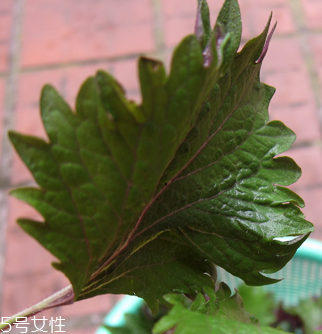 紫蘇葉能做成干紫蘇葉嗎？紫蘇葉怎么做成干紫蘇葉呢？