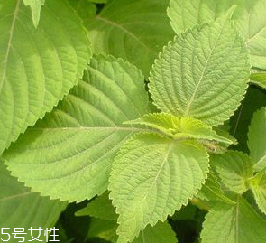 紫蘇葉是熱性的嗎？紫蘇葉是寒性的嗎？