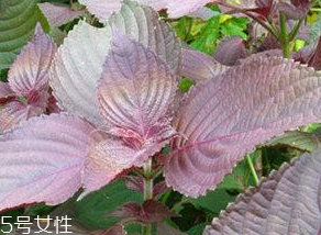 紫蘇葉能治感冒嗎？紫蘇葉能治感冒