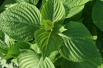 紫蘇葉能治感冒嗎？紫蘇葉能治感冒