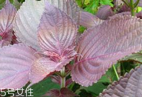 紫蘇葉的形態(tài)特征 紫蘇葉的外形是什么樣？