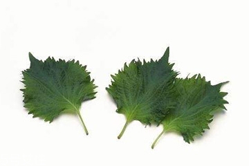 紫蘇葉和艾葉的區(qū)別 紫蘇葉和艾葉有什么區(qū)別？