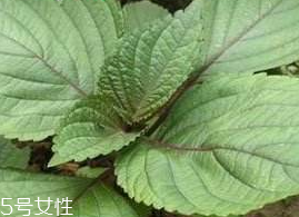 紫蘇葉能吃嗎？紫蘇葉好吃嗎？