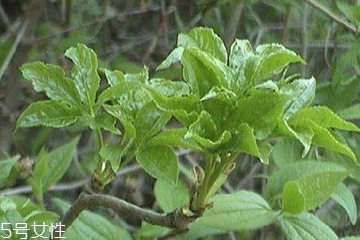 刺五加能做菜嗎？刺五加怎么做菜？