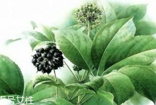 刺五加能做菜嗎？刺五加怎么做菜？