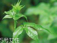 刺五加和枸杞泡水好嗎？刺五加能和枸杞泡水嗎？
