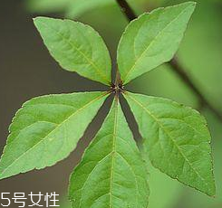 刺五加能給孕婦吃嗎？孕婦能吃刺五加嗎？