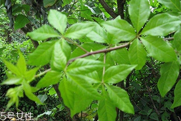 刺五加對肝病有好處嗎？