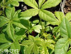 刺五加什么季節(jié)吃好？刺五加春天吃好