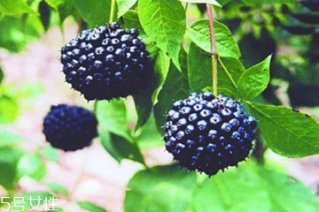 刺五加是發(fā)物嗎？刺五加不是發(fā)物