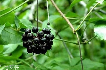 刺五加怎么吃？刺五加有什么用？
