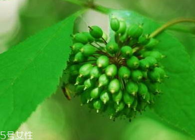 刺五加能不能做餃子餡？刺五加怎么做餃子餡？
