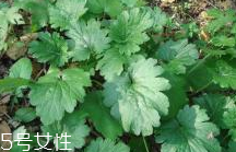 益母草和新生化顆?？梢砸黄鸷葐?></p><h3>新生化顆粒</h3><p>新生化顆粒，活血、祛瘀、止痛。用于產(chǎn)后惡露不行，少腹疼痛，也可試用于上節(jié)育環(huán)后引起的陰道流血，月經(jīng)過多。成份：當(dāng)歸、川芎、桃仁、炙甘草、干姜（炭）、益母草、紅花。輔料為：紅糖。</p><p style=