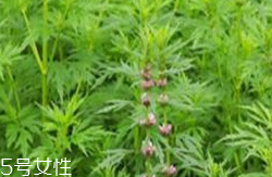益母草和新生化顆?？梢砸黄鸷葐?></p><h3>新生化顆粒注意事項</h3><p>1.當(dāng)藥品性狀發(fā)生改變時禁止服用。</p><p>2.請放在兒童不能接觸的地方。</p><p>3.糖尿病患者在醫(yī)生指導(dǎo)下使用。</p>		</div>
<div align=