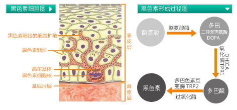 干性皮膚怎么去斑最好 堅持3原則斑點(diǎn)拜拜
