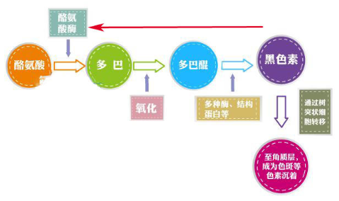 干性皮膚怎么去斑最好 堅持3原則斑點(diǎn)拜拜