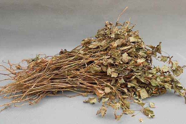 折耳根可以泡腳嗎？新鮮還是干的折耳根用量需適宜