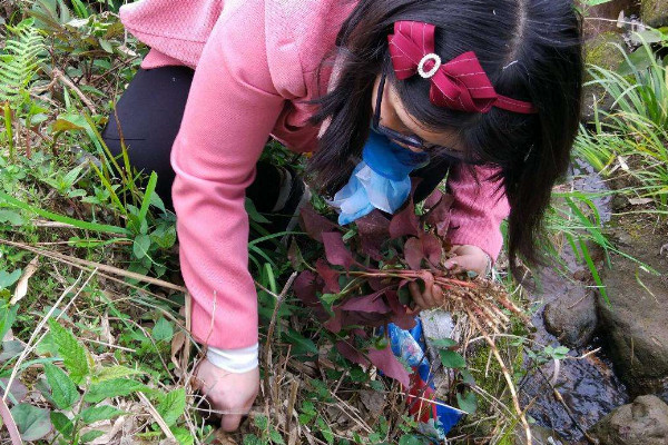 野生折耳根哪里能挖到？一次食用需控制在這個量