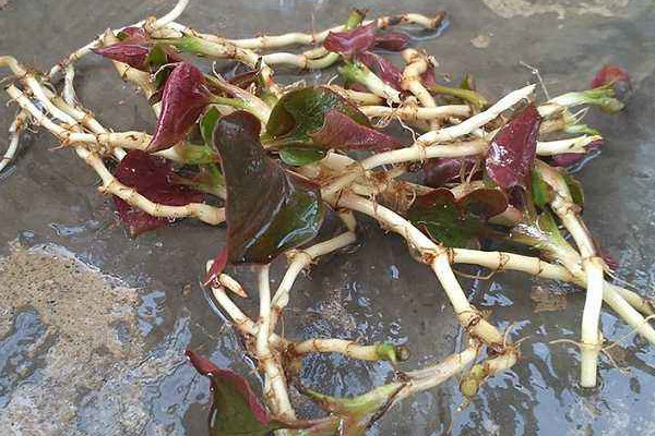 野生折耳根哪里能挖到？一次食用需控制在這個量