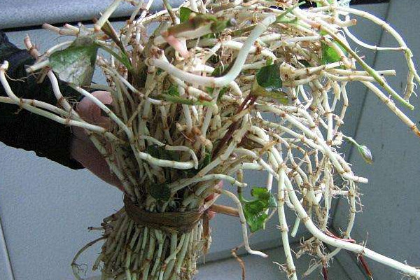 折耳根可以治療胃炎嗎？這個(gè)季節(jié)挖折耳根最嫩最討喜