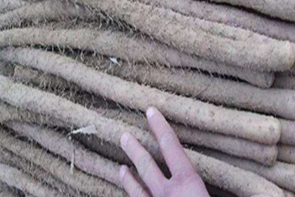 雞皮糙山藥是脆的還是面的？買(mǎi)山藥不僅看表面還得看須毛