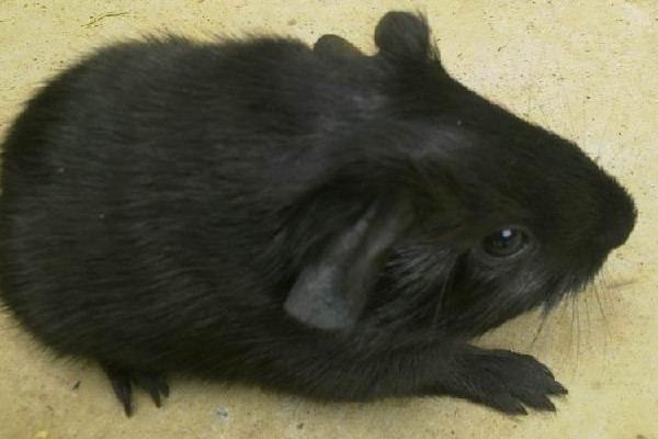 黑豚是什么動物？國家允許養(yǎng)殖的野生動物