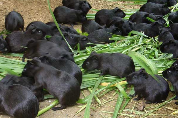 黑豚是什么動物？國家允許養(yǎng)殖的野生動物