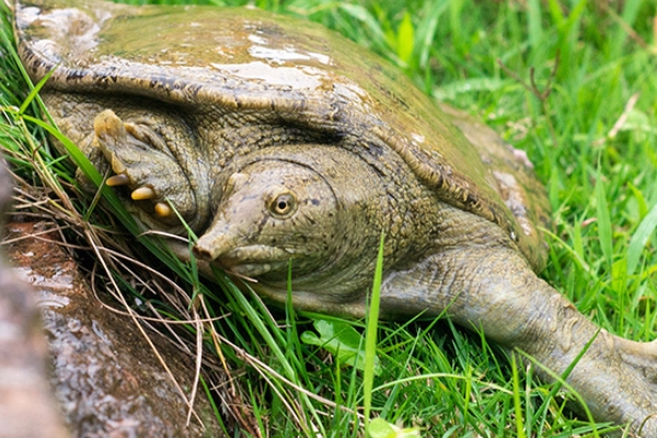 甲魚(yú)好吃嗎 營(yíng)養(yǎng)又美味