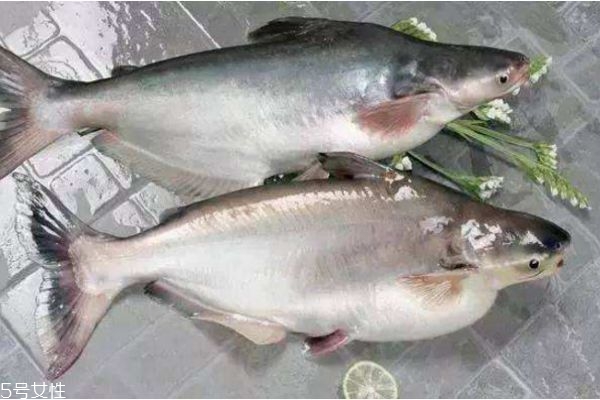 吃魚會(huì)長(zhǎng)胖嗎 減肥人晚上能吃魚嗎