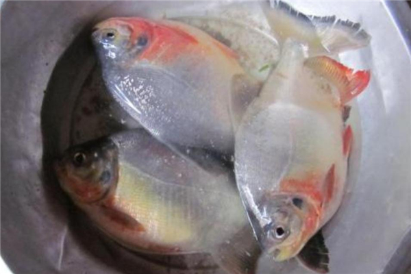 紅鯧魚(yú)多少錢一斤 價(jià)格并不貴
